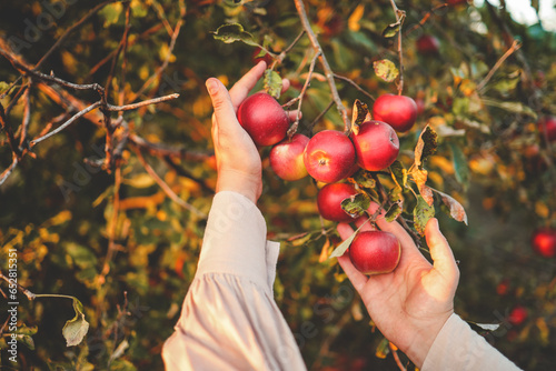 Farmer picking red apple from tree. Woman harvesting fruit from branch at autumn season