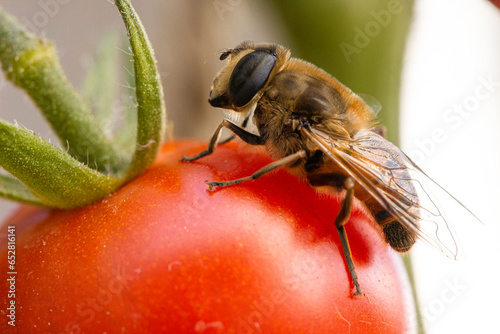 Bee on a Red Ripe Tomato © Annelies
