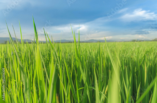 Landscape of green crops and field. Rice field with sunset and farmland in Thailand.