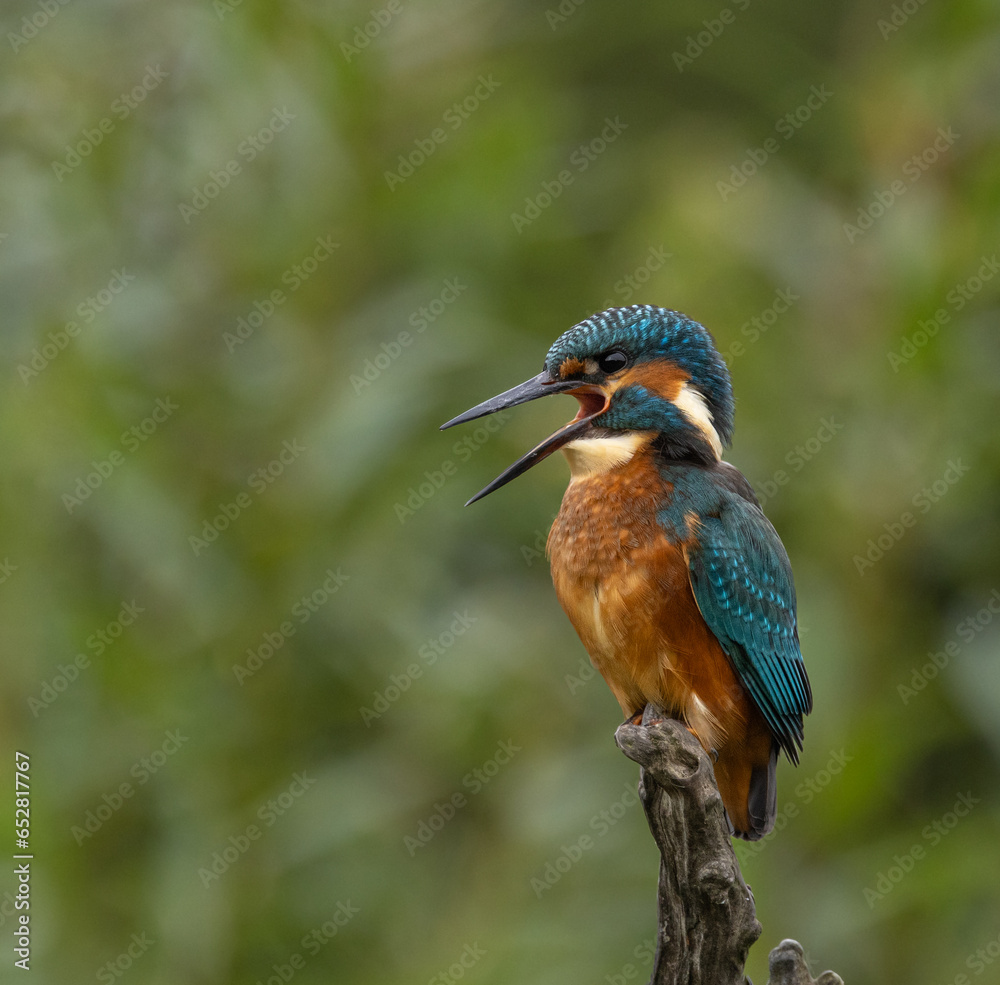 Fototapeta premium Common Kingfisher