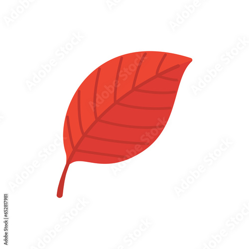 Beautiful leaf composition. Leaves change color in autumn © anuwat