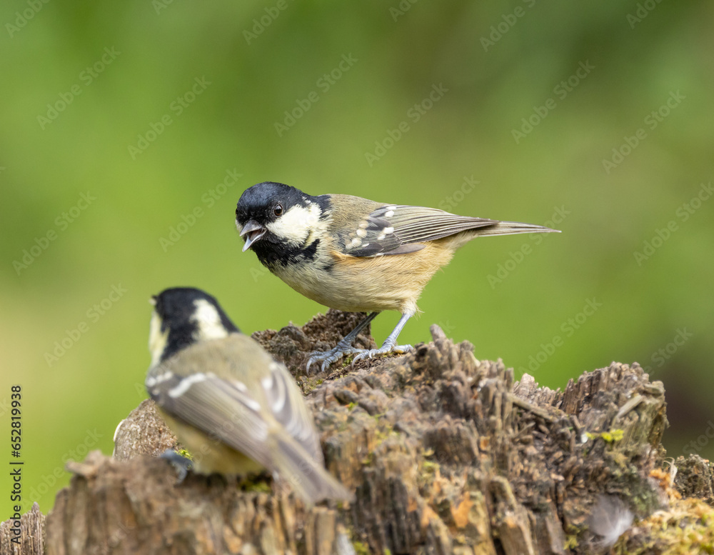 Fototapeta premium Coal tit