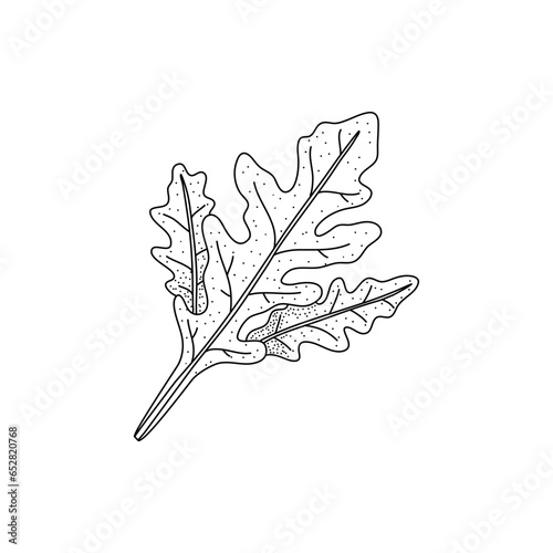 Arugula leaves vector isolated on white background. Herbal doodle style illustration. The best for design logo, menu, label, icon, stamp.