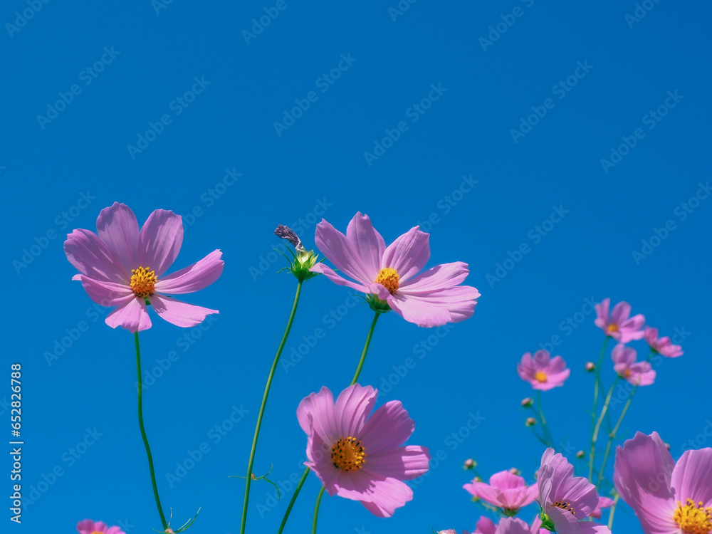 pink and blue flowers in autum