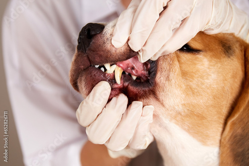 The veterinarian examines the dogs teeth, the dogs tartar, the veterinarian's...