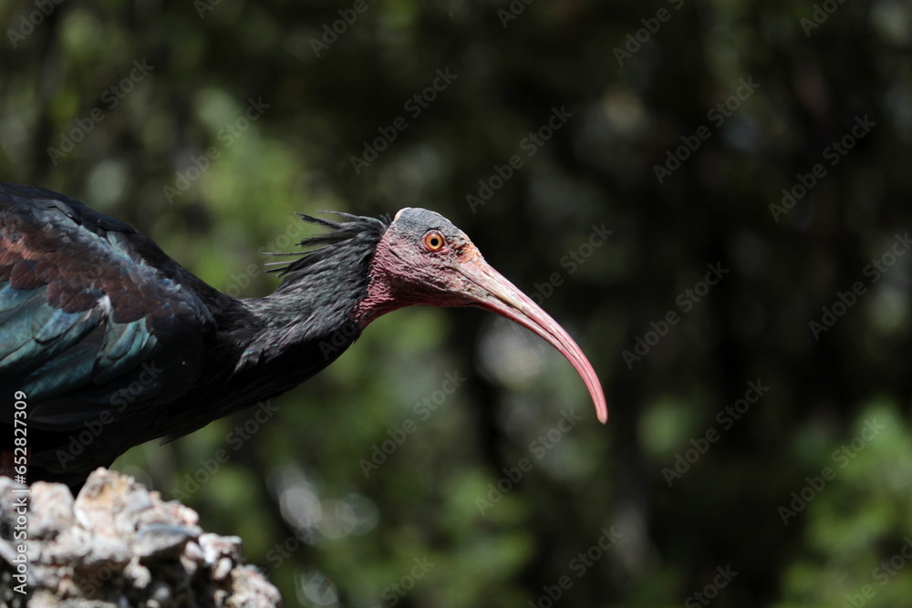 Naklejka premium Close-up, a Northern Bald Ibis (Geronticus eremita), a species in danger of extinction.
