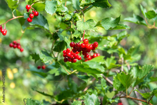 Branches with ripe viburnum berries against a background of green leaves.