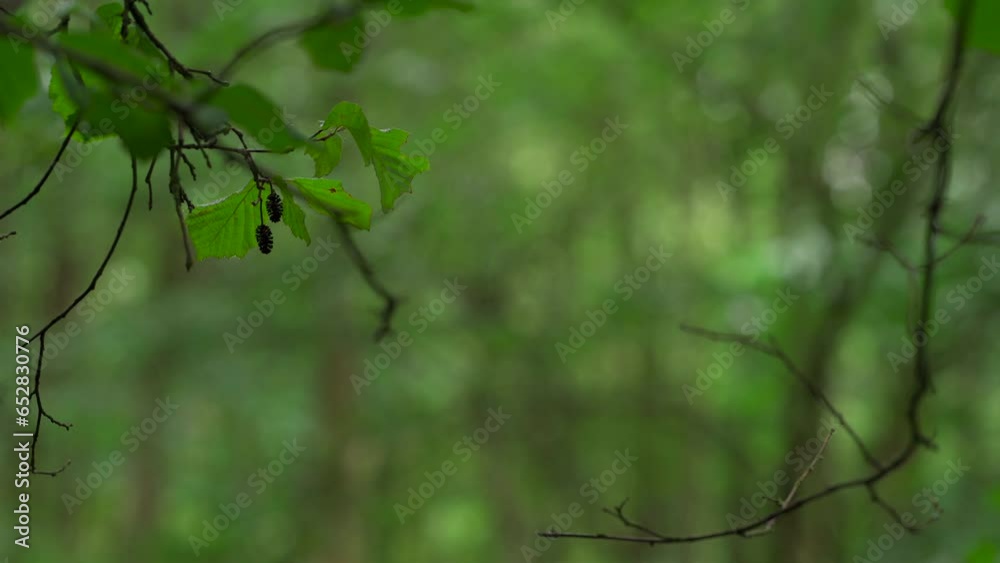 Abstract shallow focus woodland scene Abstract shallow focus woodland scene