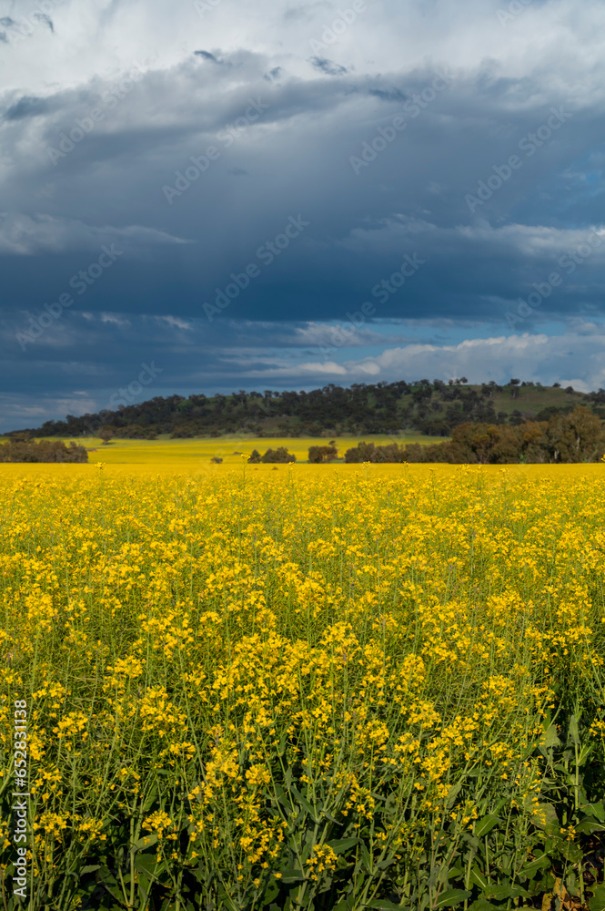 Canola Flowers/Fields in York Western Australia
