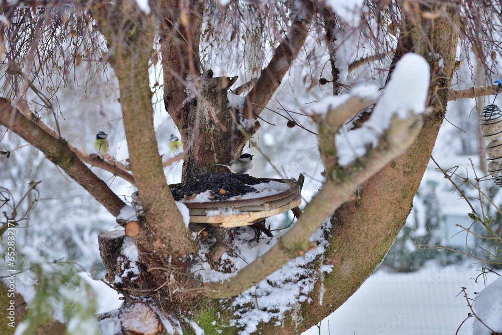 Feeder wit food for wildlife birds in winter snow