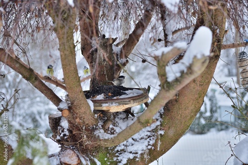 Obraz na płótnie Feeder wit food for wildlife birds in winter snow w salonie