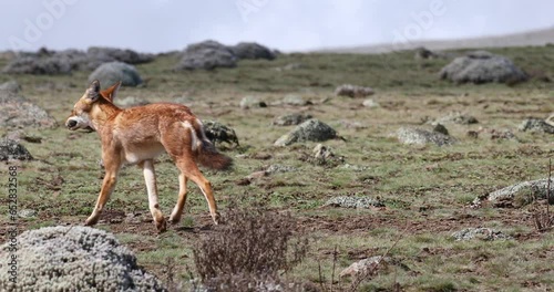 Rare endemic ethiopian wolf, Canis simensis, Sanetti Plateau in Bale mountains, Wolf with hunted Big-headed African mole-rat in mouth. Ethiopian wildlife. Only about 440 wolfs survived in Ethiopia photo