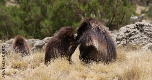 Family group of endemic animal Gelada monkey on rock, with mountain view. Theropithecus gelada, in Ethiopian natural habitat Simien Mountains, Africa Ethiopia wildlife