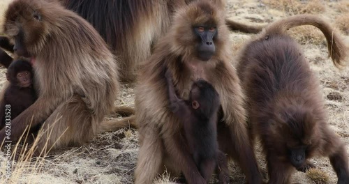 baby of endemic animal Gelada monkey on rock, endangered Theropithecus gelada, in Ethiopian natural habitat Simien Mountains, Africa Ethiopia wildlife