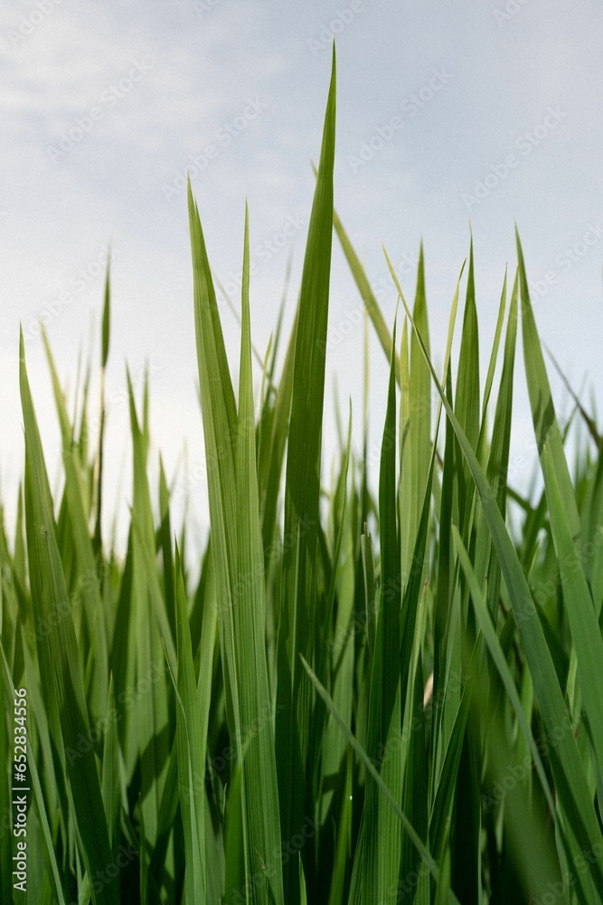 Vertical of green plants under a cloudy sky Vertical of green plants under a cloudy sky