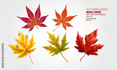Maple Leaves Vector Illustration. Autumn Leaves Icons.