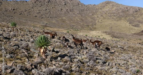 Herd of endangered very rare Walia ibex, Capra walie, one of the rarest ibex in world. Only about 500 individuals survived in Simien Mountains National park in Northern Ethiopia, Africa