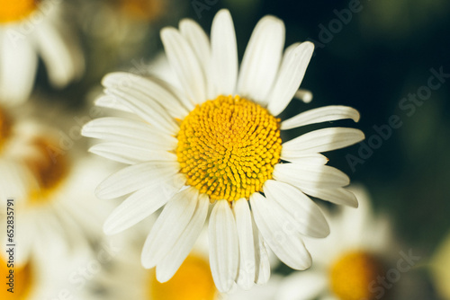chamomile flower