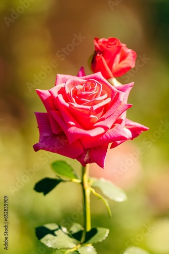 Up-close of two vibrant roses in a lush green grassy field
