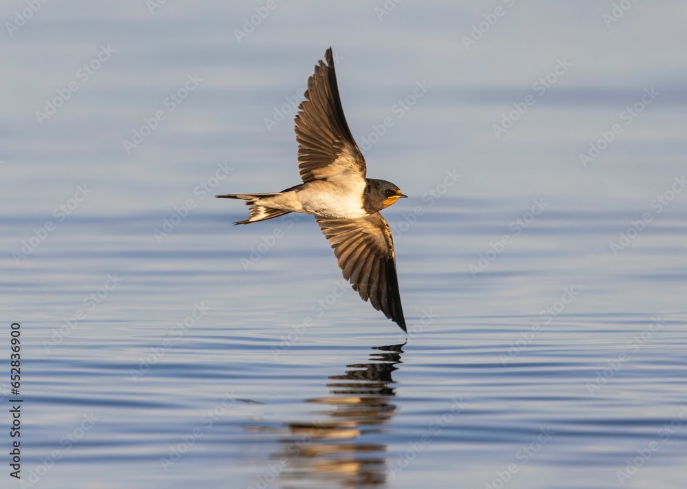 Fototapeta premium Barn swallow in mid-flight over a serene lake