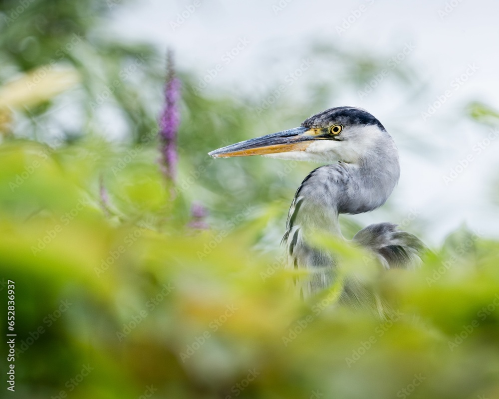 Grey heron bird standing in an outdoor wooded environment. Grey heron bird standing in an outdoor wooded environment.