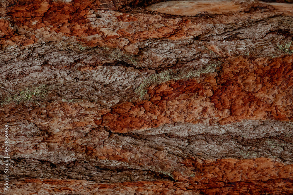The texture and background of the brown bark of the tree The texture and background of the brown bark of the tree