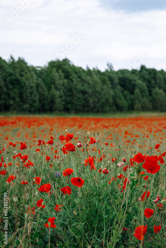poppies, poppy, poppy field