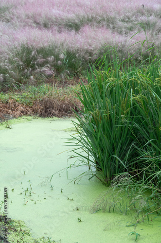 Duckweed pond with growing rice wheat crop and pink misty plants aesthetics