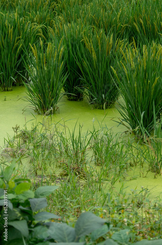 rice crop plant in green duckweed pond water