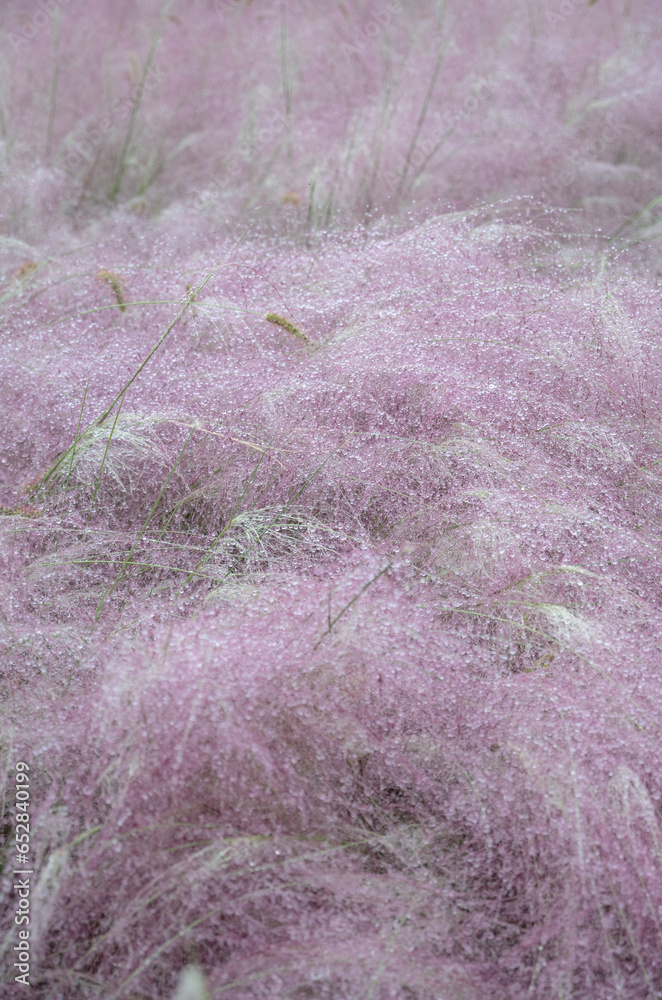 Bushy fuzzy soft pink plant Bushy fuzzy soft pink plant