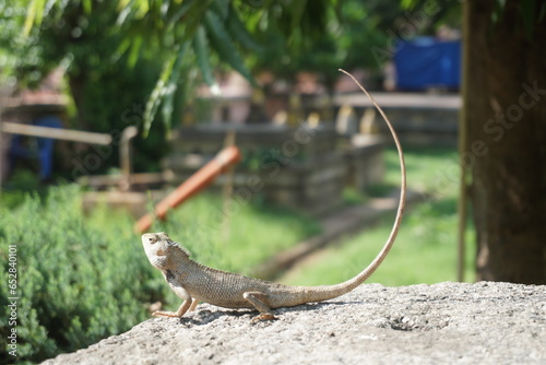 lizard on the rock, salamander, iguana