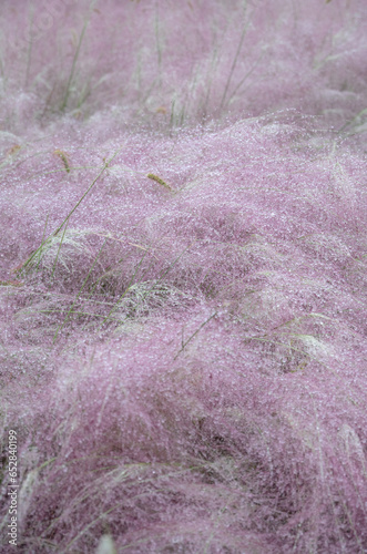 Bushy fuzzy soft pink plant