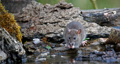 Canvas Print Brown rats down on the farm