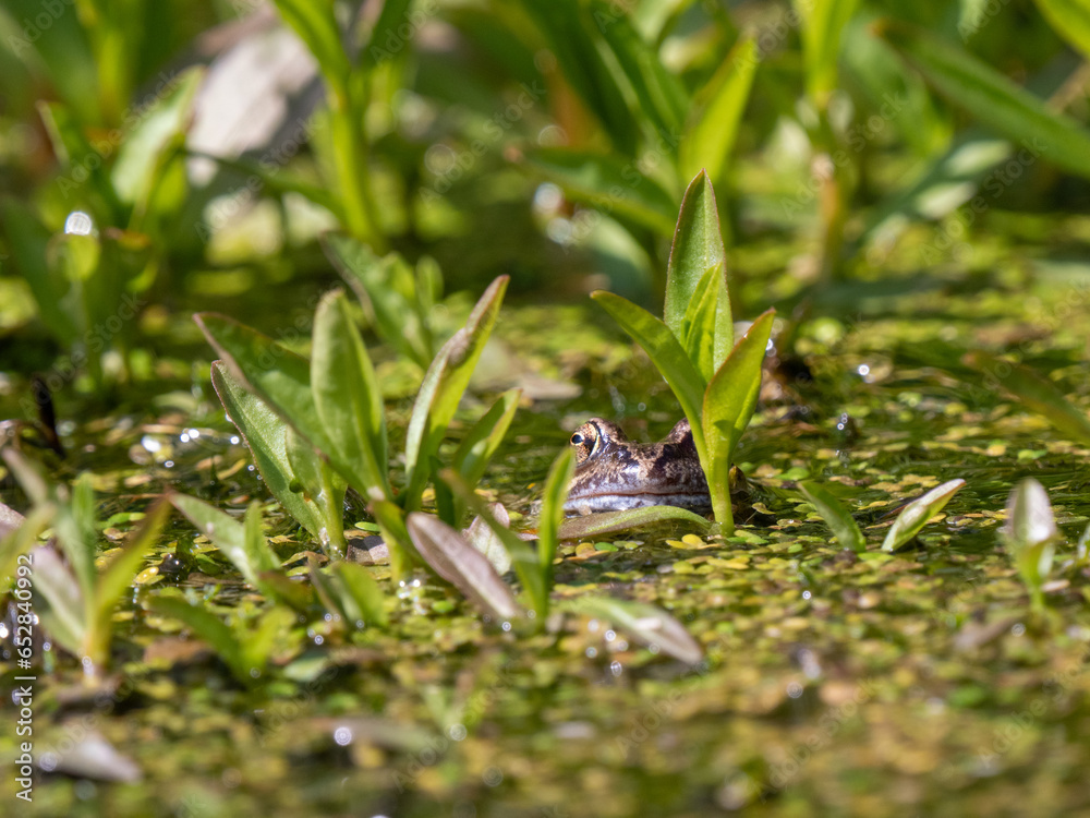 Naklejka premium Common Frog Head in an Irban Poond