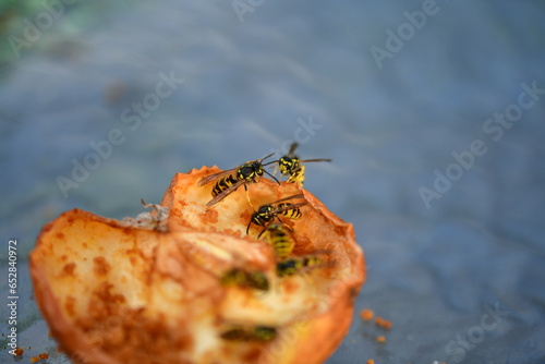 Wespen essen einen Apfel