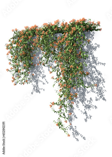 Rendering of a blooming honeysuckle climbing plant isolated on white background photo