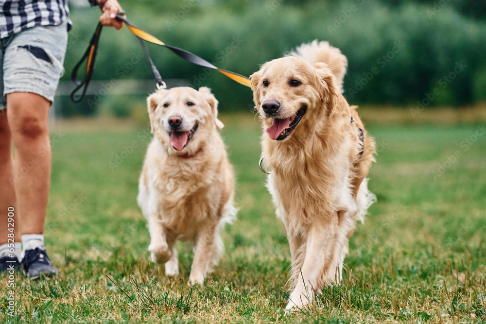 Focused close up view. Woman with beautiful dogs are in the field outdoors Focused close up view. Woman with beautiful dogs are in the field outdoors