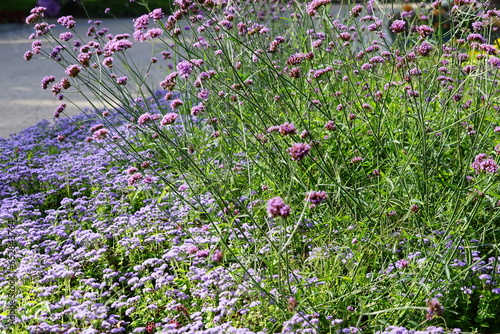 Schnittlauch gewächs