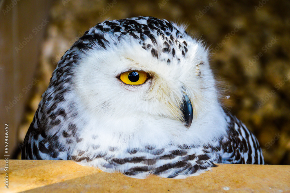 Obraz premium portrait of a owl