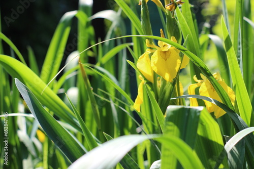
thickets of yellow iris, illuminated by the sun