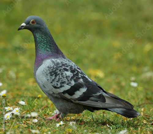Rock dove female