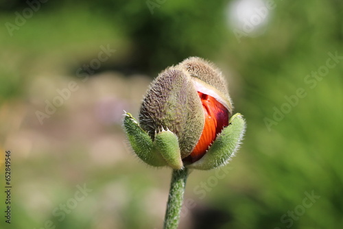 a burst red poppy bud
