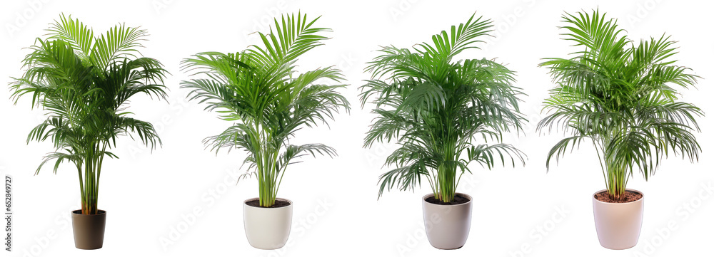 Tropical house parlor parlm plant in modern pot or vase isolated on transparent background generative ai - obrazy, fototapety, plakaty 