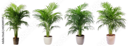 Tropical house parlor parlm plant in modern pot or vase isolated on transparent background generative ai