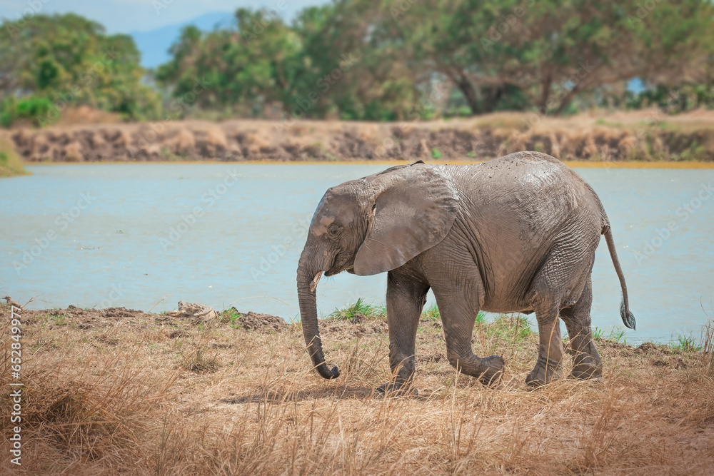 Fototapeta premium African Elephant in the wild