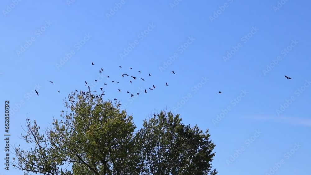 Many black ravens landing in tree crown as swarm of intelligent birds with cleverness in fairytale as common raven or corvus corax hunt with black wings as flying predators europe swarm intelligence Many black ravens landing in tree crown as swarm of intelligent birds with cleverness in fairytale as common raven or corvus corax hunt with black wings as flying predators europe swarm intelligence