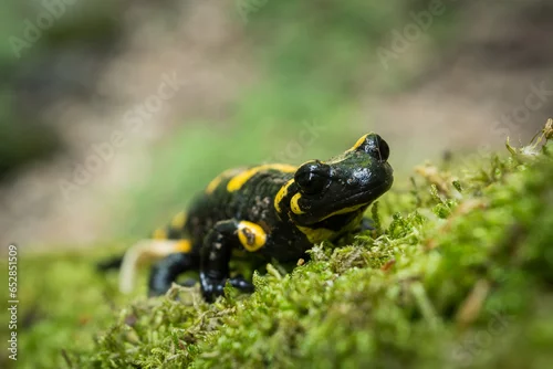 Obraz Salamandra