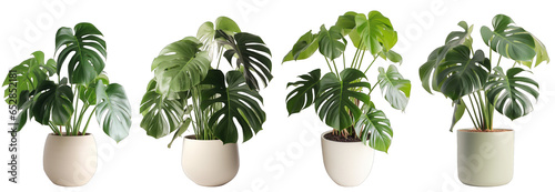 Fototapeta Tropical house monstera plant in modern pot or vase isolated on transparent back