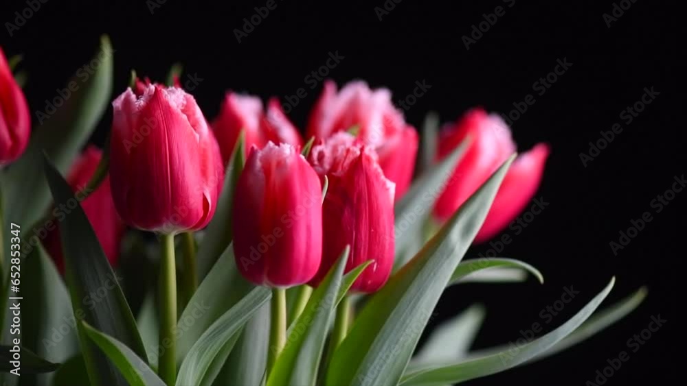 Tulip flowers bunch. Blooming red with white tulips flower rotating isolated on black background. Big bouquet of tulips. Holiday gift, birthday. Buds of Beautiful flowers Valentine's Day gift, Easter 