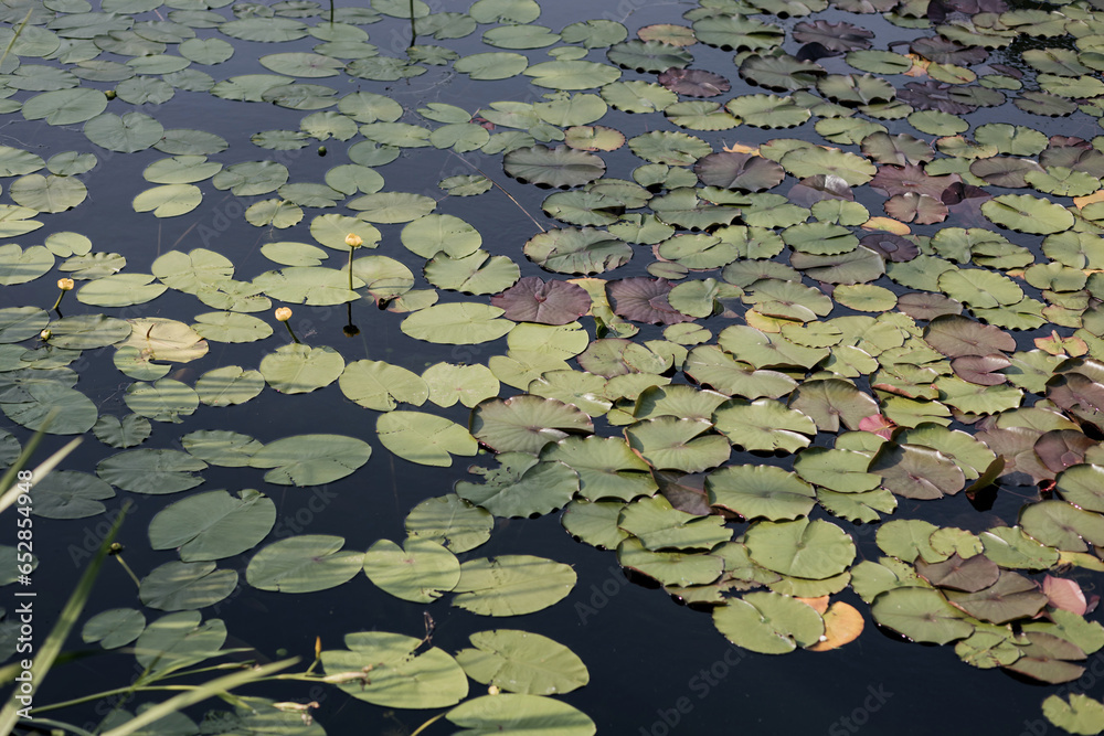 budding water lilies. budding water lilies.